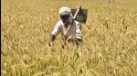 In Punjab, wheat arrivals see big surge; Sangrur shows the way (Sameer Sehgal/Hindustan Times) In Punjab, wheat arrivals see big surge; Sangrur shows the way (Sameer Sehgal/Hindustan Times)