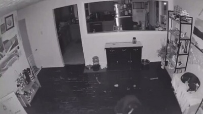 The image, taken from the Reddit video, shows the dog and the pooch it tricks. (Reddit/@Osopoe)