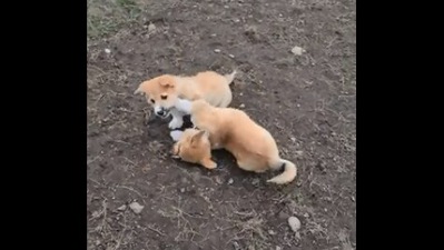 The image, taken from the Reddit video, shows the dog brothers, who were adopted by different humans, playing together. (Reddit/@Electro-Light)