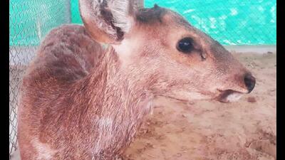 Hog deer rescued after being attacked by dogs in Mathura (sourced)
