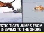 MAJESTIC TIGER JUMPS FROM BOAT & SWIMS TO THE SHORE