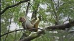To tackle its monkey problem, Delhi’s forest and wildlife department wrote to WII in December last year, asking them to create a fresh plan to carry out a monkey census in the Capital. (Arun Sharma/HT Archive) To tackle its monkey problem, Delhi’s forest and wildlife department wrote to WII in December last year, asking them to create a fresh plan to carry out a monkey census in the Capital. (Arun Sharma/HT Archive)