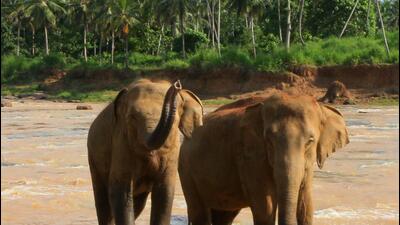 The bill seeks to include the aspects of “conservation” and “management” of wildlife which are covered by the Act and make amendments for better management of protected areas. (Getty Images) The bill seeks to include the aspects of “conservation” and “management” of wildlife which are covered by the Act and make amendments for better management of protected areas. (Getty Images)