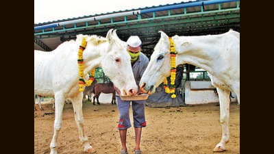 Animal Rahat, a non-profit organisation has rescued two inseparable, severely abused horses and named them after the newlyweds, Alia Bhatt and Ranbir Kapoor as a wedding gift. Animal Rahat, a non-profit organisation has rescued two inseparable, severely abused horses and named them after the newlyweds, Alia Bhatt and Ranbir Kapoor as a wedding gift.