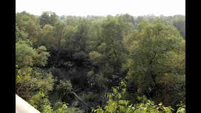 With this latest transfer of mangroves by JNPT and MMRDA, about 2,000 hectares of mangroves on government land are remaining to be handed over. (Hindustan Times) With this latest transfer of mangroves by JNPT and MMRDA, about 2,000 hectares of mangroves on government land are remaining to be handed over. (Hindustan Times)