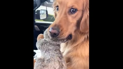The Golden Retriever doggo's funny expression after stealing a toy in this viral Instagram video. (Instagram/@@aguyandagoldenn ) The Golden Retriever doggo's funny expression after stealing a toy in this viral Instagram video. (Instagram/@@aguyandagoldenn )