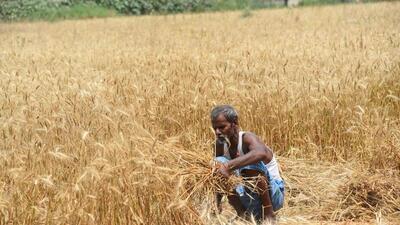 Extreme dry and hot weather prior to wheat harvest causes a condition known as terminal-heat stress, which wilts crops. (Santosh Kumar/ HT photo) Extreme dry and hot weather prior to wheat harvest causes a condition known as terminal-heat stress, which wilts crops. (Santosh Kumar/ HT photo)