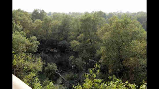 With this latest transfer of mangroves by JNPT and MMRDA, about 2,000 hectares of mangroves on government land are remaining to be handed over. (Hindustan Times)