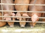 After Mizoram, African swine flu now detected in Tripura (REPRESENTATIVE IMAGE) After Mizoram, African swine flu now detected in Tripura (REPRESENTATIVE IMAGE)