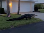 The huge alligator walking through a Florida neighbourhood in the Facebook video. (Facebook/@SarasotaCountySheriff) The huge alligator walking through a Florida neighbourhood in the Facebook video. (Facebook/@SarasotaCountySheriff)