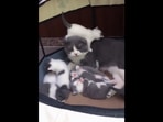 The new mother cat with her kittens in the Reddit video.&nbsp;