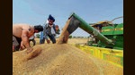 At 3.34 lakh tonnes, wheat purchase by private traders highest in nine years in Punjab (PTI) At 3.34 lakh tonnes, wheat purchase by private traders highest in nine years in Punjab (PTI)