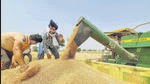 Farmers use a combine harvester in a wheat field in Amritsar on Tuesday. (PTI)