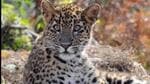 Forest officials found that the nails of the leopard were damaged which might have been making it difficult for it to hunt its natural prey. (Representational Image) Forest officials found that the nails of the leopard were damaged which might have been making it difficult for it to hunt its natural prey. (Representational Image)