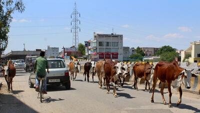 The animal husbandry minister said that 1.4 lakh stray animals were roaming in Punjab without fodder and shelter. (HT File Photo)