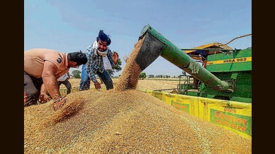 At 3.34 lakh tonnes, wheat purchase by private traders highest in nine years in Punjab (PTI) At 3.34 lakh tonnes, wheat purchase by private traders highest in nine years in Punjab (PTI)