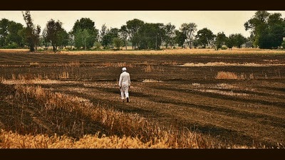 Agroforestry has several benefits: It enhances tree cover outside forests, works as a surrogate for natural forests sequestering carbon, keeps the pressure off natural forests, and helps increase farmers’ income. (Gurpreet Singh/HT Photo)
