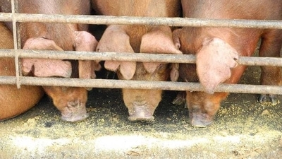 After Mizoram, African swine flu now detected in Tripura (REPRESENTATIVE IMAGE) After Mizoram, African swine flu now detected in Tripura (REPRESENTATIVE IMAGE)