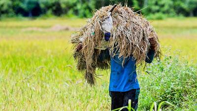The aim behind demonstrating ridge seeding technique at grain markets is to sensitise farmers to emulate the path of progressive farmers, thereby contributing towards water conservation and environment protection, Ludhiana DC said. (HT FILE)