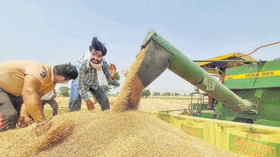 Farmers use a combine harvester in a wheat field in Amritsar on Tuesday. (PTI) Farmers use a combine harvester in a wheat field in Amritsar on Tuesday. (PTI)