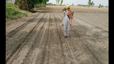 Farmers in Punjab begin early cotton sowing amid yield concern (HT) Farmers in Punjab begin early cotton sowing amid yield concern (HT)