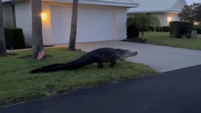 The huge alligator walking through a Florida neighbourhood in the Facebook video.&nbsp; (Facebook/@SarasotaCountySheriff)