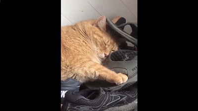 A cat sleeps on a pile of shoes in this Reddit video. (Reddit/@deathakissaway) A cat sleeps on a pile of shoes in this Reddit video. (Reddit/@deathakissaway)