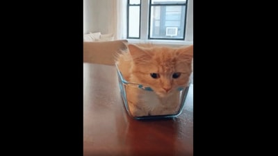 The Reddit video shows this kitten ‘becoming’ a loaf of bread.&nbsp; (Reddit/@Sad_Bit5128)