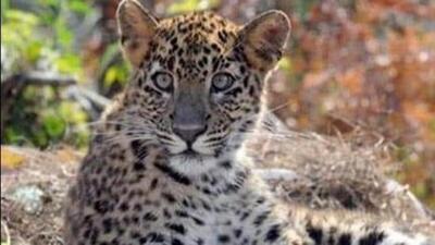Forest officials found that the nails of the leopard were damaged which might have been making it difficult for it to hunt its natural prey. (Representational Image) Forest officials found that the nails of the leopard were damaged which might have been making it difficult for it to hunt its natural prey. (Representational Image)