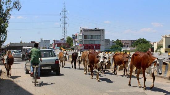 The animal husbandry minister said that 1.4 lakh stray animals were roaming in Punjab without fodder and shelter. (HT File Photo)
