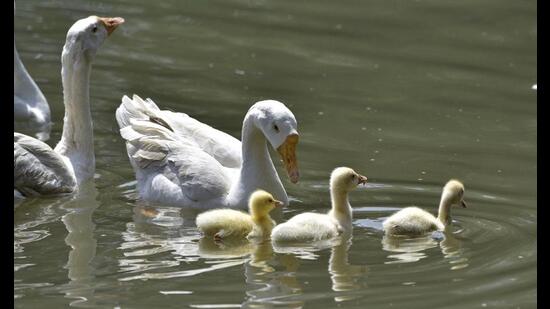 Ducks spotted in Sidhwan canal near Gurdwara Flahi Sahib on Ludhiana-Malerkotla road on Tuesday. (Gurpreet Singh/HT)