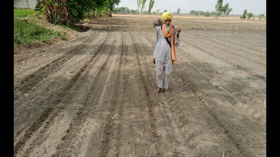 Farmers in Punjab begin early cotton sowing amid yield concern (HT)