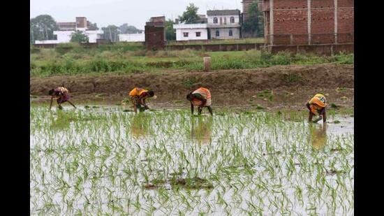 Ban farming of long duration paddy varieties in Punjab: PAU report (HT file)