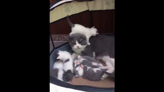 The new mother cat with her kittens in the Reddit video.&nbsp;(reddit/@tyw7)