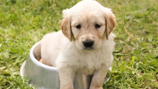 Vegan diets for dogs may be healthier and less dangerous than meat-based diets: Study(Pixabay) Vegan diets for dogs may be healthier and less dangerous than meat-based diets: Study(Pixabay)