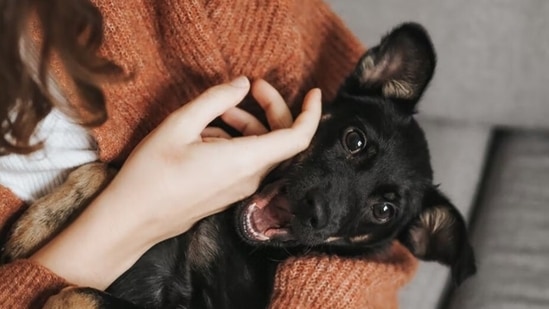 Learning the rules for owning a pet is one thing; knowing how to be a responsible pet owner is another.(Unsplash)