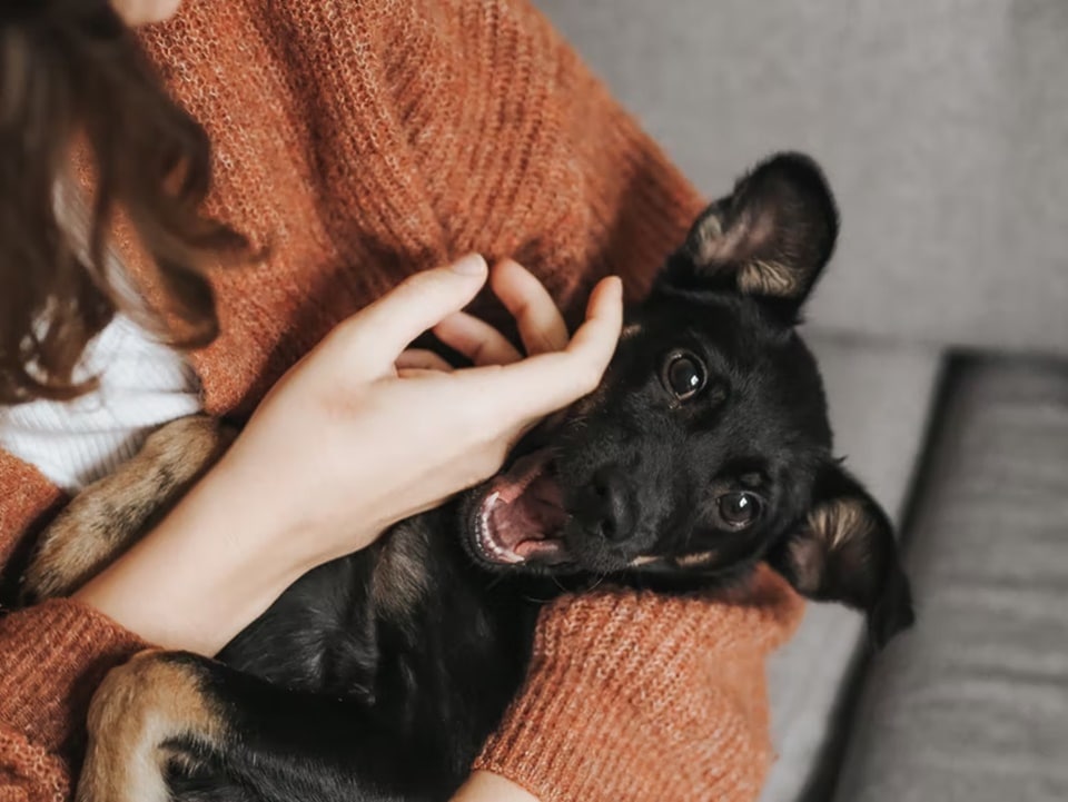 Learning the rules for owning a pet is one thing; knowing how to be a responsible pet owner is another. (Unsplash) Learning the rules for owning a pet is one thing; knowing how to be a responsible pet owner is another. (Unsplash)