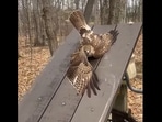 The hawk that got rescued after getting stuck on a picnic table in this Facebook video. (Facebook/@NYSDEC) The hawk that got rescued after getting stuck on a picnic table in this Facebook video. (Facebook/@NYSDEC)