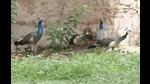 Peacocks first came to More Gaon as pets nearly five-six decades ago when some villagers purchased the birds at the famous Sonepur fair and left them in open in the village. Over years, their population increased tremendously in the village. (HT PHOTO) Peacocks first came to More Gaon as pets nearly five-six decades ago when some villagers purchased the birds at the famous Sonepur fair and left them in open in the village. Over years, their population increased tremendously in the village. (HT PHOTO)