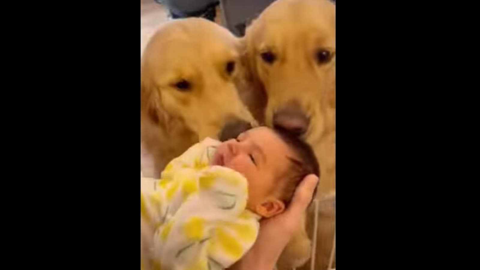 Lindos perros Golden Retriever conocen a una niña humana por primera vez.  Mira |  Tendencia