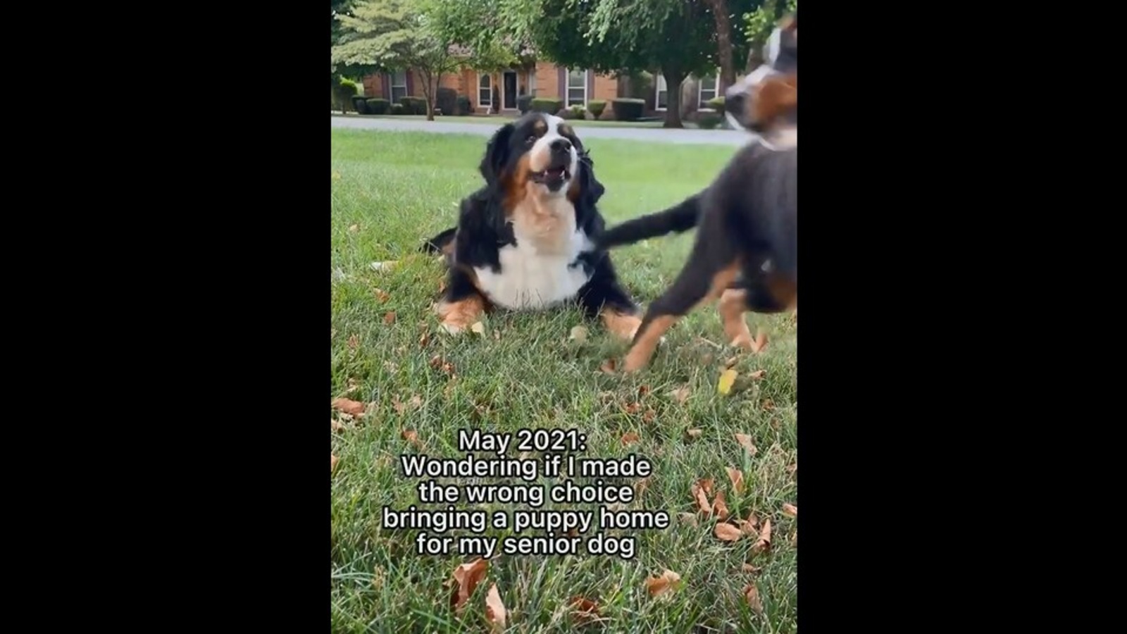 The 20 Funniest Dog Videos of 2021