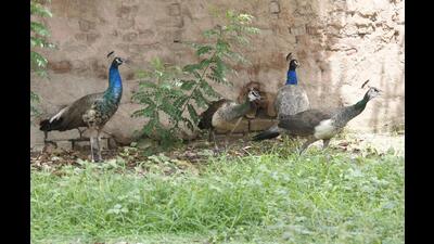 Peacocks first came to More Gaon as pets nearly five-six decades ago when some villagers purchased the birds at the famous Sonepur fair and left them in open in the village. Over years, their population increased tremendously in the village. (HT PHOTO)