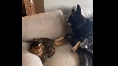 The image, taken from the Reddit video, shows the dog and the cat. (Reddit/@Good_Show_9)
