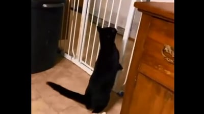 The image, taken from the Reddit video, shows the cat standing in front of the gate. (Reddit/@Zephyr-Al-Eusha)