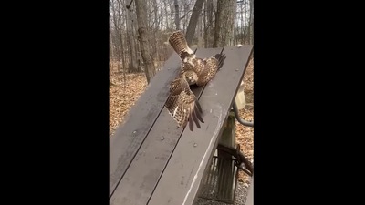 The hawk that got rescued after getting stuck on a picnic table in this Facebook video. (Facebook/@NYSDEC) The hawk that got rescued after getting stuck on a picnic table in this Facebook video. (Facebook/@NYSDEC)