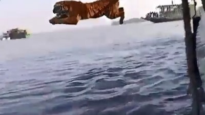 The image, taken from the Twitter video, shows the tiger jumping into a waterbody. (Twitter/@ParveenKaswan)
