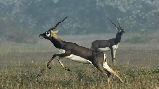An Indian blackbuck, also known as the Indian antelope, jumps in a field near Bhetnoi village in Odisha state on December 25, 2017. (Asit Kumar / AFP)