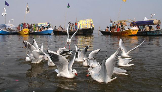 Seagulls and devotees at Sangam in Allahabad. (Arvind Yadav/HT Photo) Seagulls and devotees at Sangam in Allahabad. (Arvind Yadav/HT Photo)