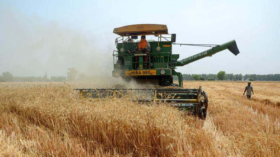 As the wheat-harvest season is under way, trends point to more sobering conclusions, which could upend the country’s export ambitions. (PTI) As the wheat-harvest season is under way, trends point to more sobering conclusions, which could upend the country’s export ambitions. (PTI)
