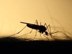 World Malaria Day is observed every year on April 25 (Unsplash) World Malaria Day is observed every year on April 25 (Unsplash)